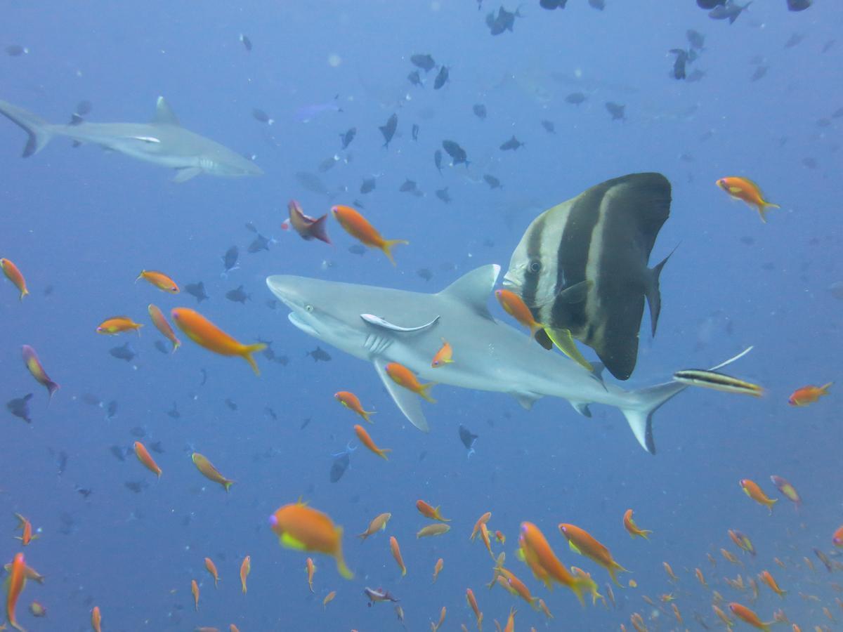 Rasdhoo Dive Lodge Exterior photo