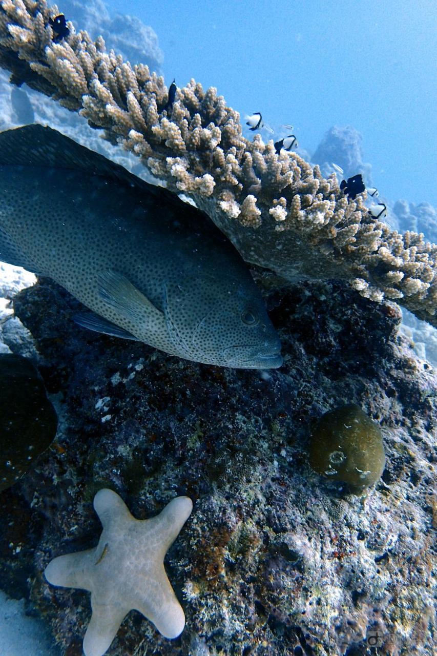 Rasdhoo Dive Lodge Exterior photo